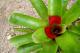 Tropical Plants - Mission Beach Shores