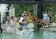 B7: Croc Express to Australia Zoo ex Brisbane JPT Tours - Australian Day Tours - Photo 2