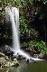 B33 - O'Reillys & Lamington National Park - ex Brisbane JPT Tours - Australian Day Tours - Photo 5