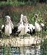 Noosa Everglades Afternoon Cruise Noosa Everglades Discovery - Photo 1