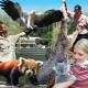 Australian Wildlife Experience - Great Australian Wildlife Experience - No transfers Cairns Tropical Zoo