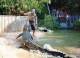 Crocodile Show - Great Australian Wildlife Experience - No transfers Cairns Tropical Zoo