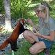 Great Australian Wildlife Experience - ex Northern Beaches Cairns Tropical Zoo - Photo 2