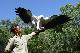 Great Australian Wildlife Experience - ex Northern Beaches Cairns Tropical Zoo - Photo 3