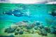 Living Reef
 - Daydream Island Resort