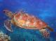 Lady Musgrave Day Cruise - Lady Musgrave Cruises 1 Day Cruise - Concession Lady Musgrave Cruises