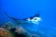 Lady Musgrave Day Cruise - Lady Musgrave Cruises 1 Day Cruise - Concession Lady Musgrave Cruises