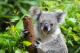 Koala - Australia Zoo Full Day Tour ex Gold Coast Q Tour Australia