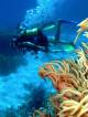 Diving - Outer Reef -2 Certified Dive-Full Gear - Nth Beaches -Family Reef Magic Cruises