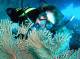 Underwater Shot - Outer Reef -2 Certified Dive-Full Gear - Nth Beaches -Family Reef Magic Cruises