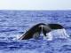 Whales in Paradise - Whales in Paradise - Ex Brisbane with transfers Whales in Paradise