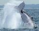 Whales in Paradise - Ex Brisbane with transfers Whales in Paradise - Photo 4