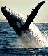 Whales in Paradise - Ex Brisbane with transfers Whales in Paradise - Photo 5