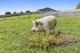 Anchors Port Campbell farm pig Olive
- Anchors Port Campbell