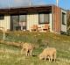 Banksia sheep
- Aquila Eco Retreat