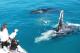 Close encounter with Whales
 - Broome Sunset Cruise Broome Whale Watching