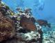 fish  - Calypso Half Day Tour to Low Isles - Morning Calypso Snorkel and Dive