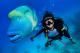 Divers
 - Day Cruise to Great Barrier Reef - 1 Certified Dive w/ TRF Calypso Snorkel and Dive