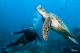 Turtles  - Day Cruise to Great Barrier Reef - 3 Certified Dives w/ TRF Calypso Snorkel and Dive