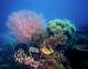 Coral
 - Evolution Outer Reef Cruise - ex NBC Hotel Down Under Cruise and Dive