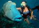 Diving
 - Evolution Outer Reef Cruise - ex NBC Hotel Down Under Cruise and Dive