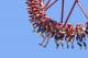 The Claw
 - Unlimited entry over 2 days within 7- day period Dreamworld