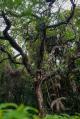 Trees of Ferntrees
 - Ferntree Rainforest Lodge