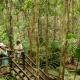 Central Station rainforest, Fraser Island - K'gari Explorer Day Tour ex Hervey Bay K'gari Explorer Tours
