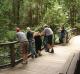 Rainforest Walk
 - K'gari Day Tour - Noosa to Noosa Discovery K'Gari Adventures