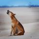 Howling dingo
 - K'gari Day Tour - Noosa to Noosa Discovery K'Gari Adventures