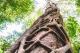 Strangler Tree
 - K'gari Day Tour - Noosa to Noosa Discovery K'Gari Adventures