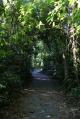 Walking tracks around the Lodge - Heritage Lodge in the Daintree
