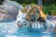Dreamworld - B22T - Transfer from Brisbane CBD to Dream World/White Water JPT Tours - Australian Day Tours
