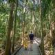 Mary Cairncross Scenic Reserve - Sunshine Coast Hinterland & Wildlife Kiff & Culture