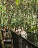 Rainforest Skywalk - Tamborine Hidden Gems - ex Gold Coast Kiff & Culture