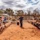 Talk on the wildlife on-site (Camels)  - Kings Creek Station