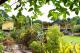 Main House
 - Licuala Lodge