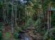 Rainforest - Narrows Escape Rainforest Retreat