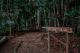 Walking Trail - Narrows Escape Rainforest Retreat
