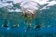 Snorkel with us and see who you meet!  - 1 Day Outer Reef Experience - 2 certified Dive ex CNS Passions Of Paradise