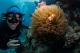 Find Nemo on a guided cert dive
 - 1 Day Outer Reef Experience - 2 certified Dive ex CNS Passions Of Paradise