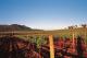 Vineyard  - The Guest House Hunter Valley