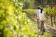 Vineyard - The Guest House Hunter Valley