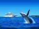 Whale Watching - Desert Safari Day Cruise ex Holt St Wharf Tangalooma Day Trips
