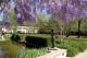 University House Garden  - University House ANU