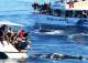 Whales in Paradise
 - See Moreton - Dolphin & Tangalooma Wrecks Cruise ex BNE CBD See Moreton