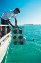 Willie Creek Pearl Farm Tour
 - Pearl Luggers Tour Willie Creek Pearl Farm