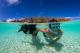 Snorkelling - Wilson Island Resort